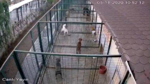 Sincan rehabilitasyon merkezinde köpeklere eziyet iddiası