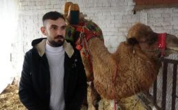Babasının borcu yüzünden güreş devesine haciz geldi