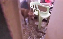 Batman’da bir çete pitbulları silah gibi kullanıyordu! 23 kişi yakalandı