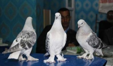 Erzurum’da güvercinler takla attıkça sahipleri para kazandı