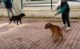 Pitbull cinsi iki köpeğin saldırdığı 4 yaşındaki çocuk ağır yaralandı