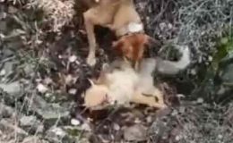 Tilkiyi av köpeğine boğdurdu, gözaltına alındı