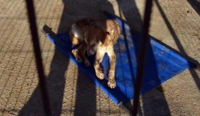 Zonguldak’ta gözleri oyuk bulunan köpek tedaviye alındı