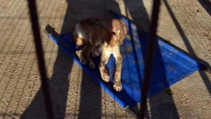 Zonguldak’ta gözleri oyuk bulunan köpek tedaviye alındı