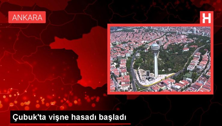 Ankara haberi: Çubuk’ta vişne hasadı başladı