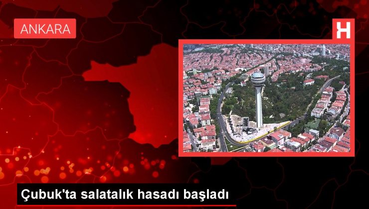 Çubuk’ta salatalık hasadı başladı