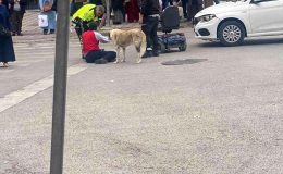 Sokak köpeği otomobilin çarptığı vatandaşın başından ayrılmadı