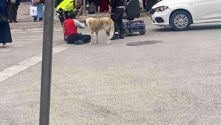 Sokak köpeği otomobilin çarptığı vatandaşın başından ayrılmadı